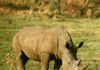 Morokolo Game Lodge driving Rhino Protection