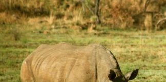 Morokolo Game Lodge driving Rhino Protection
