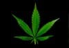 Marijuana (dagga) – personal use now legal, but regulations required