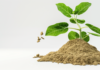Does Ashwagandha work immediately? My experience
