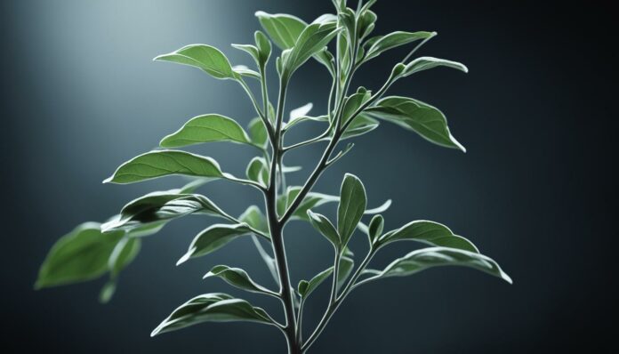 is-ashwagandha-addictive is ashwagandha addictive