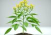 Is Ashwagandha Like Viagra? Natural Alternatives is ashwagandha like viagra