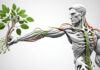 when to take ashwagandha for muscle growth