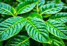 coffee plant care guide