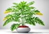 what is ashwagandha plant