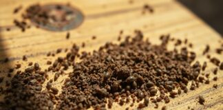 are termite droppings dangerous