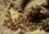 can termites bite