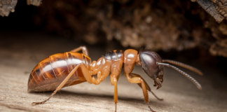 Can Termites Bite Humans? The Truth About These Pests can termites bite humans