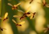 Can Termites Fly? Discover the Truth About Swarmers can termites fly