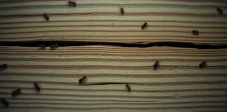 Can You Hear Termites in the Wall? Find Out Now can you hear termites in the wall