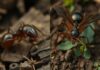 difference between a termite and winged ant