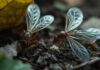 Do Termites Have Wings? Learn About Flying Pests do termite have wings