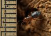 how big is a termite