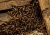 how do termites spread