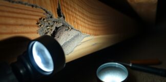 How To Check for Termites – Easy Inspection Tips how to check for termites