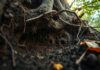 How to Find Termite Nests – Expert Tips and Tricks how to find termite nests