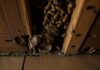 How To Fix Termite Damage – Expert Tips and Solutions how to fix termite damage