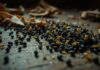 How To Get Rid Of Termite Droppings – Easy Tips how to get rid of termite droppings