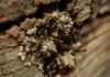 how to get rid of termites in walls