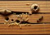 how to know if termites are active