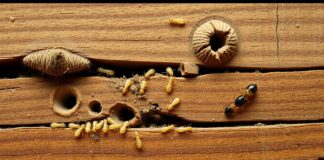 How To Know If Termites Are Active? Signs to Look For how to know if termites are active