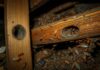 What Causes Termites in the House? Discover More what causes termites in the house