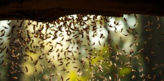 When Do Termites Swarm? Protect Your Home Now when do termites swarm