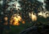 when is termite swarming season