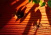 Will Termites Eat Cedar? Discover the Truth will termites eat cedar