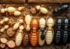 Are Termites White? Unveiling Termite Colors are termites white