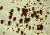 can bed bugs go away on their own