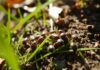 Can Bed Bugs Live Outside? Unveiling the Truth can bed bugs live outside