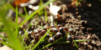 Can Bed Bugs Live Outside? Unveiling the Truth can bed bugs live outside