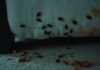 can you have just one bed bug