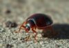 Can You See Bed Bugs During The Day? Spot Them Fast. can you see bed bugs during the day