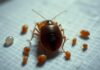 do bed bug have wings