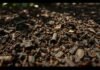 do termites like mulch