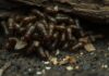 Unlocking the Mystery – How Do Termites Eat Wood? how do termites eat wood