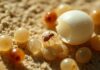 how long do bed bug eggs take to hatch