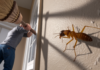 How To Get Rid Of Termites Without Tenting