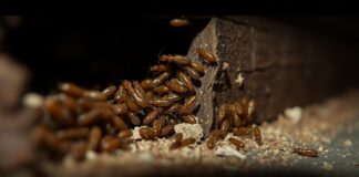 What Are Termites Attracted To? what are termites attracted to