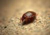 What Does A Bed Bug Look Like: Expert Guide to Identify what does bed bug look like