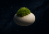 Moss in space – scientists discover extraordinary survival abilities Moss in space