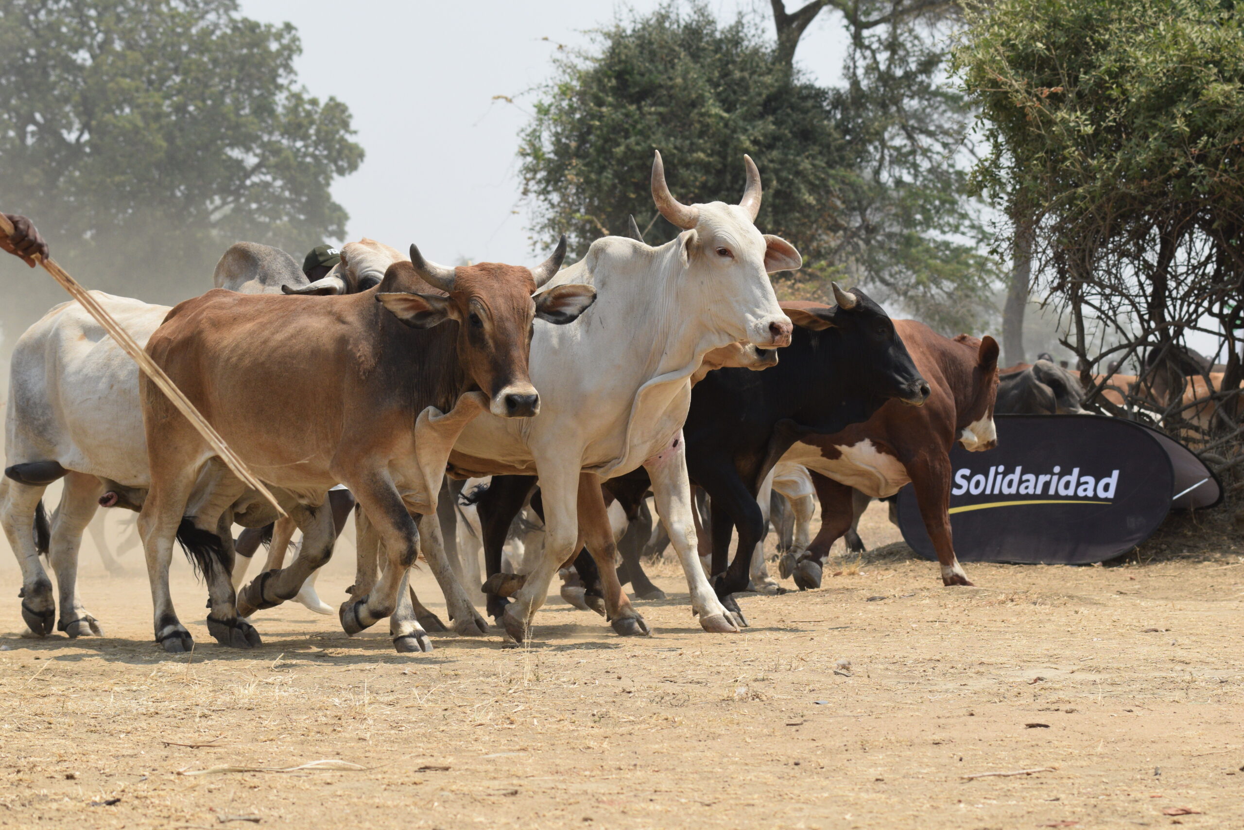 The livestock climate debate