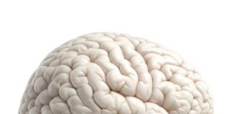 Brain wealth – leadership’s new currency Brain Wealth