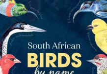 South African Birds by name – Origins and Meanings South African Birds by name