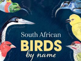 South African Birds by name