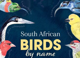 South African Birds by name – Origins and Meanings South African Birds by name